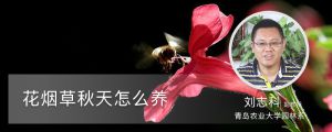 花烟草