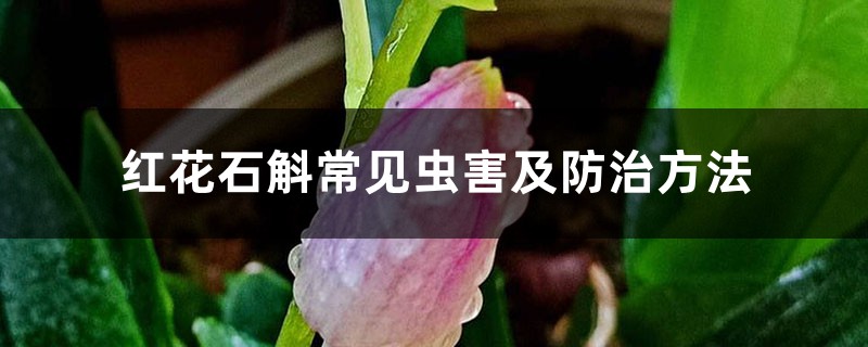 红花石斛