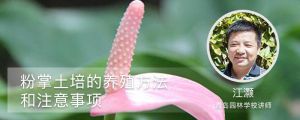 粉掌