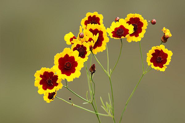 蛇目菊