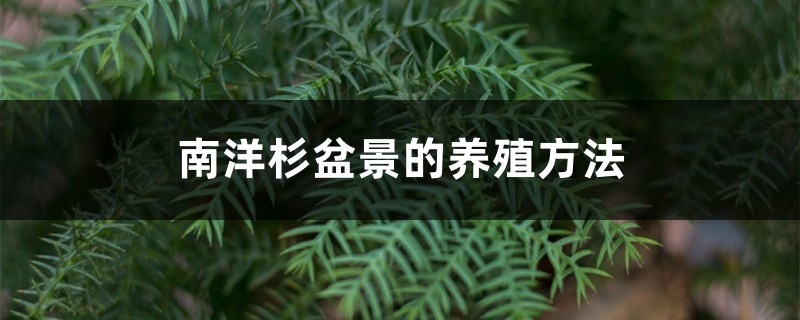 南洋杉