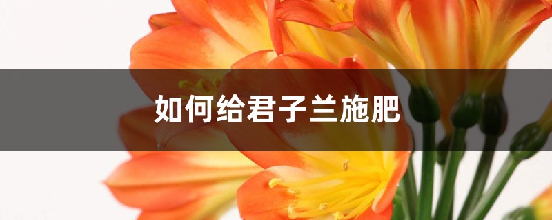 君子兰施肥方法，用什么肥好