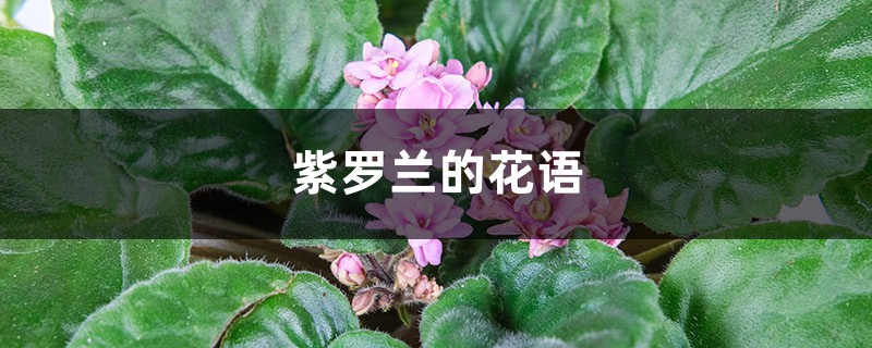 紫罗兰