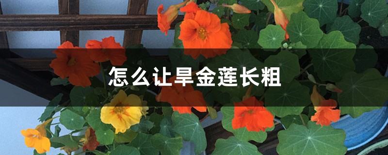 旱金莲