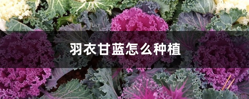 羽衣甘蓝