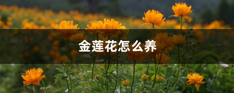 金莲花