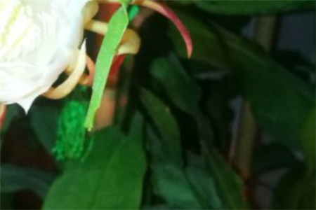 昙花叶子发软下垂怎么办