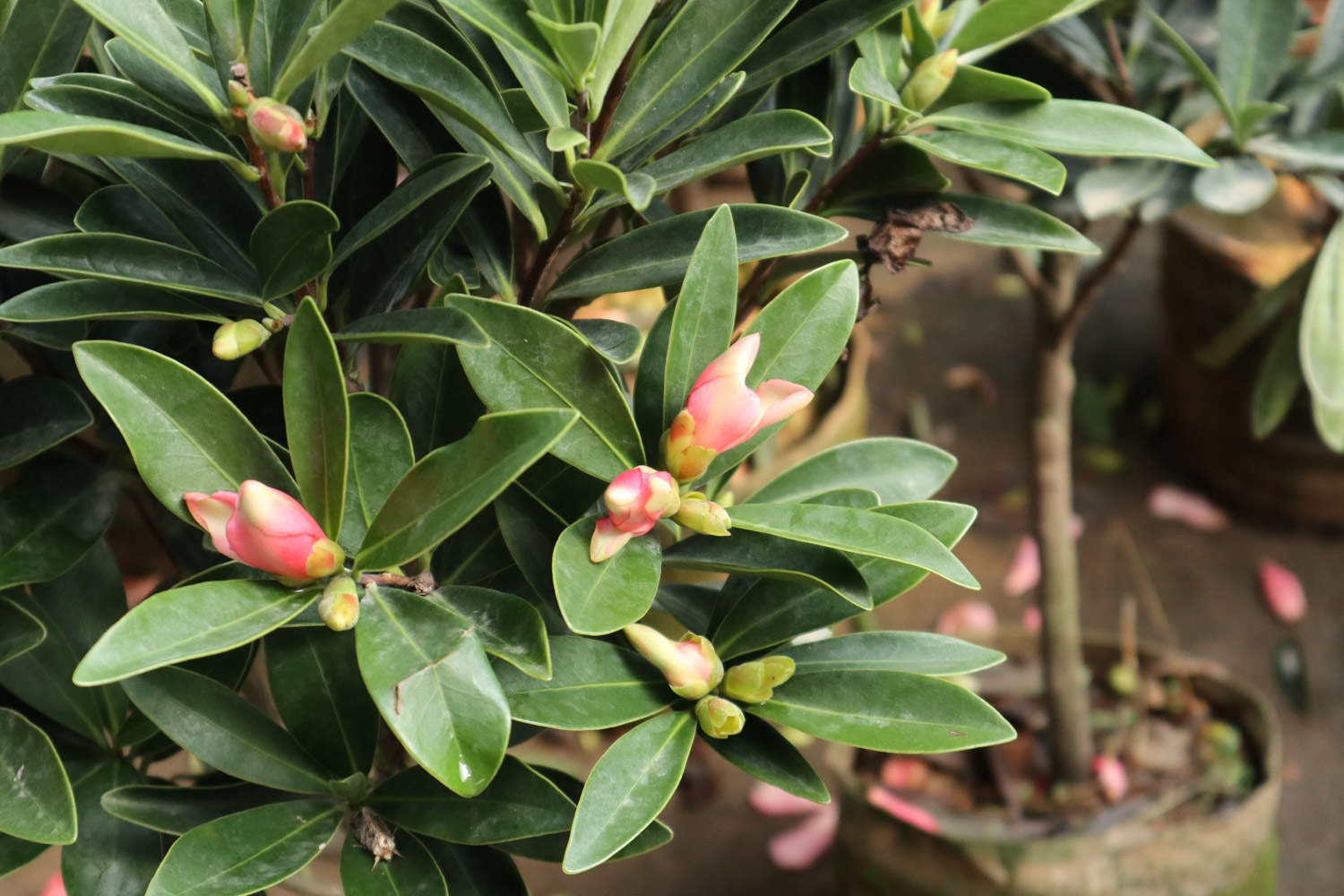 茶花花期叶子长白点的原因