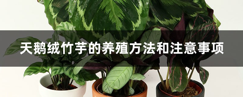 天鹅绒竹芋