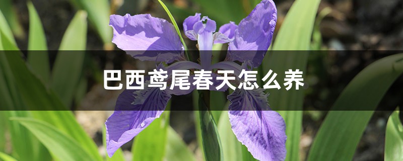 巴西鸢尾