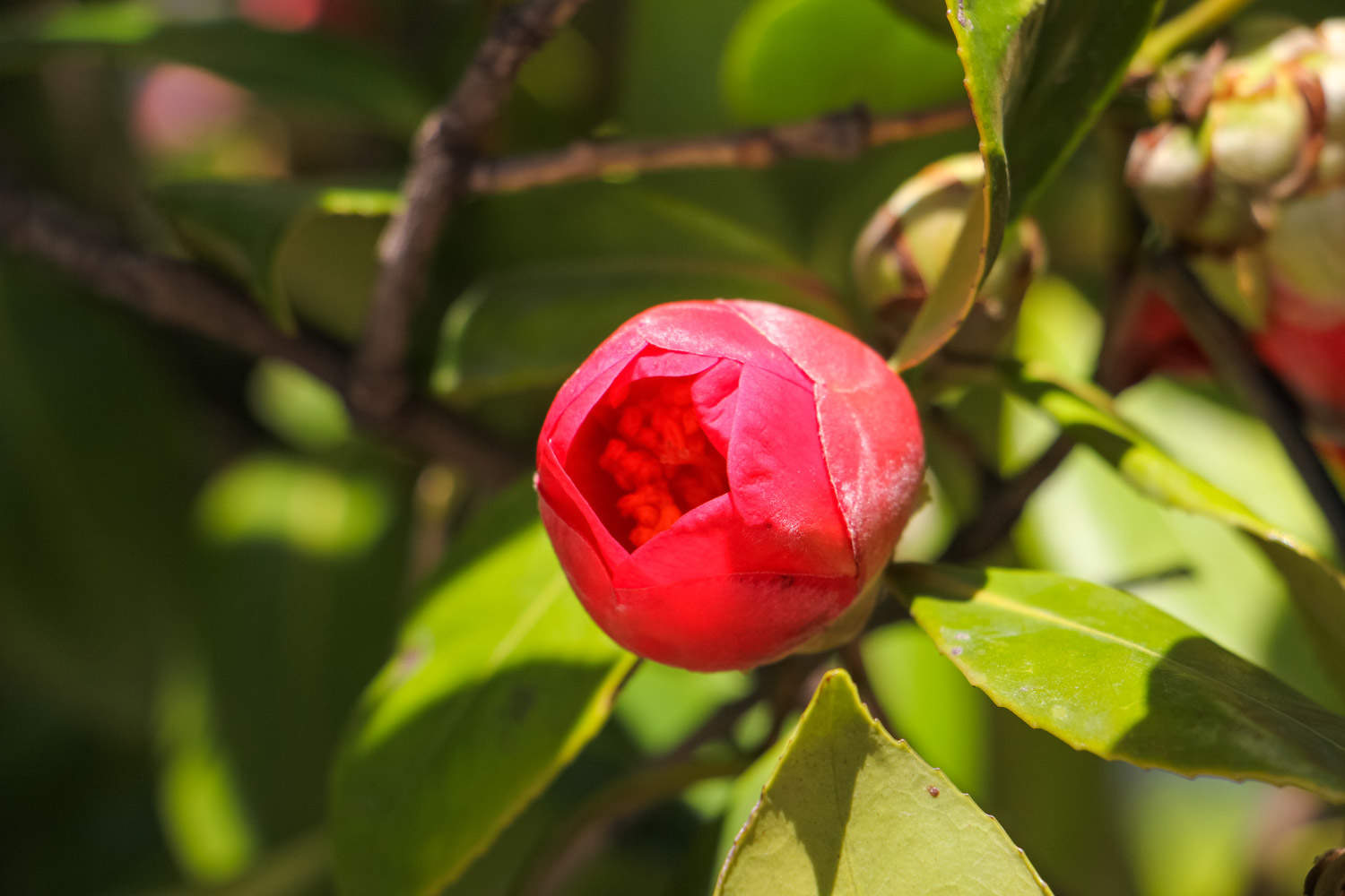 茶花叶子发黄是什么原因，茶花叶子中间一条黄