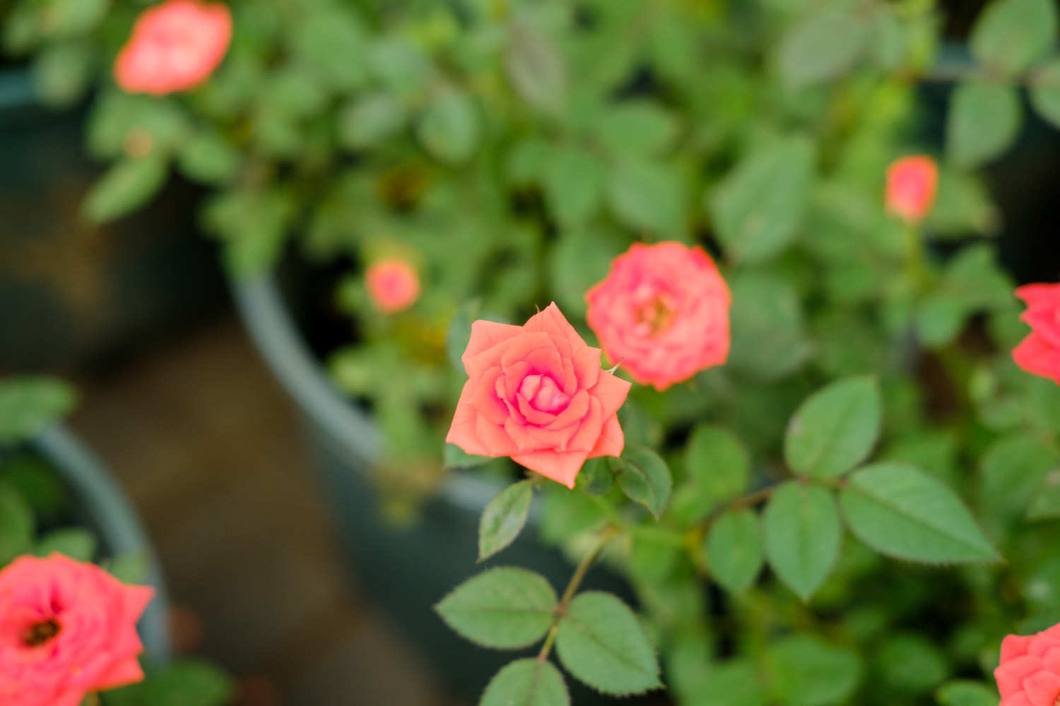 月季花生红蜘蛛怎么办