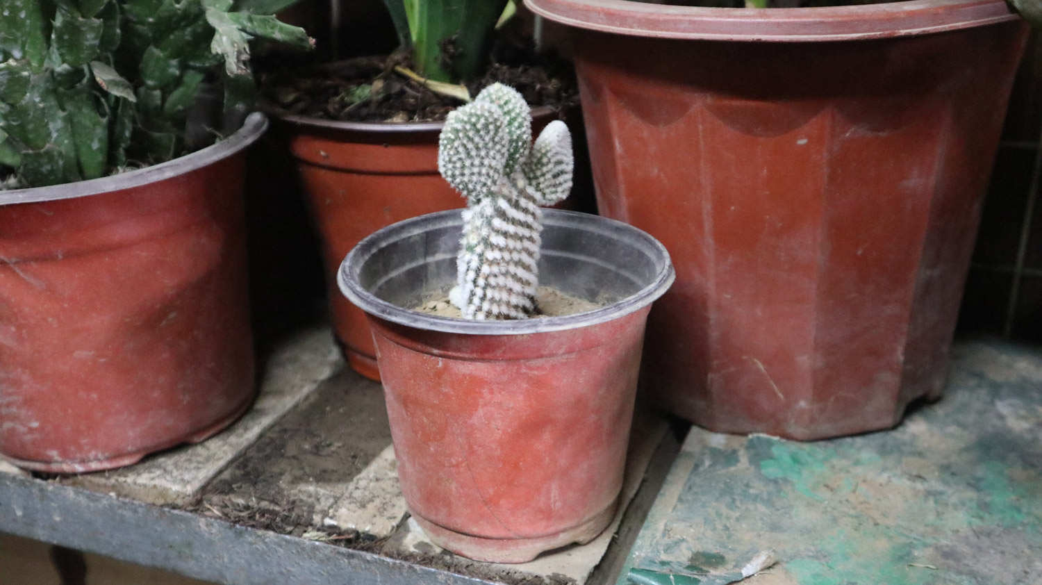 仙人掌施肥方法，用什么肥好