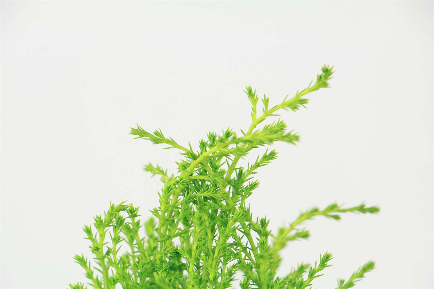 香松植物怎么繁殖，怎样扦插