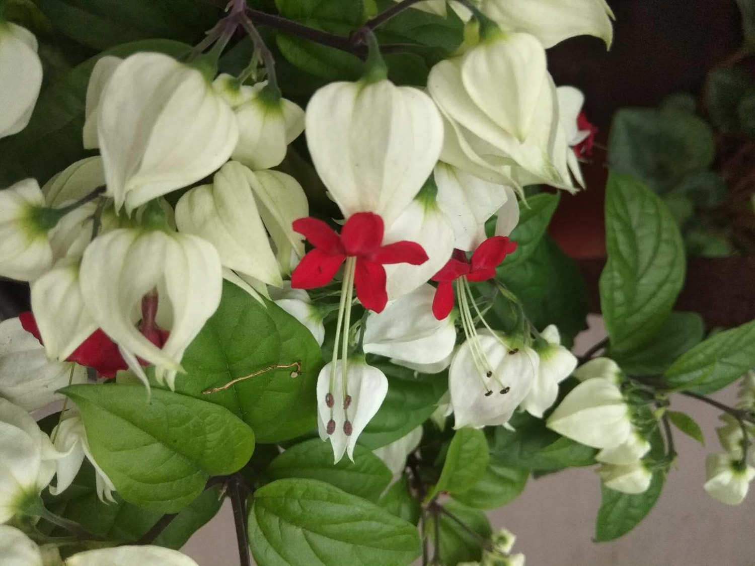 龙吐珠黄叶的原因和处理办法