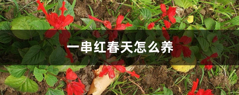 一串红