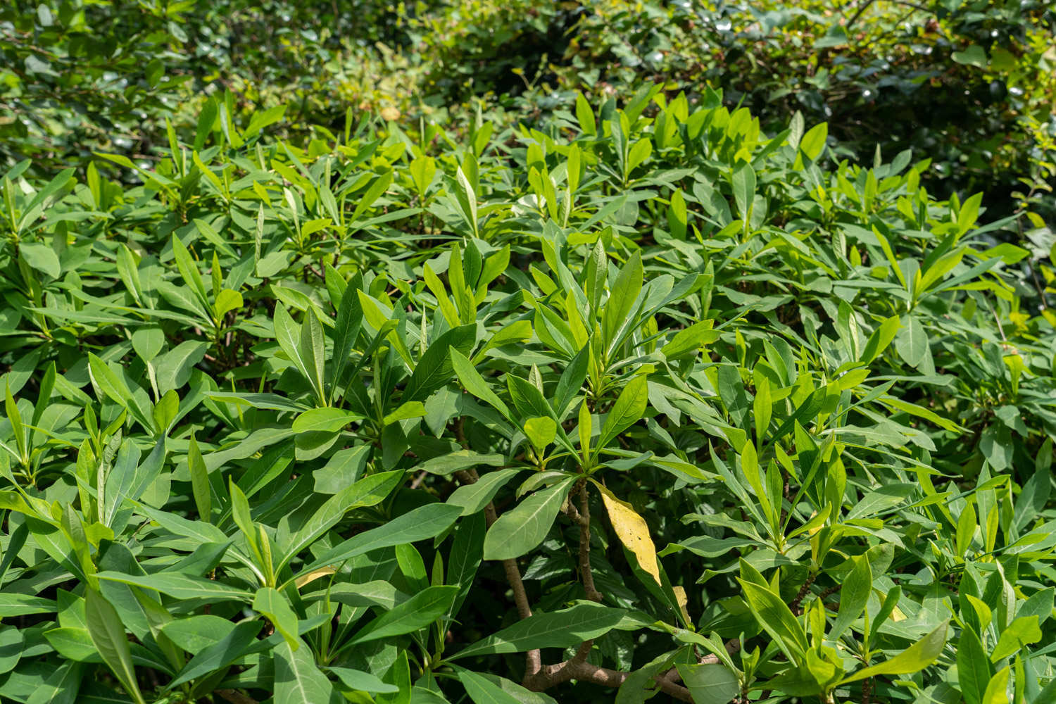 结香黄叶的原因和处理办法