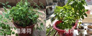 猫薄荷