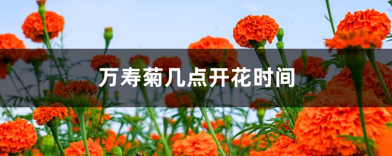 万寿菊