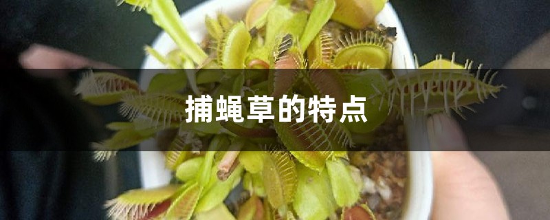 捕蝇草