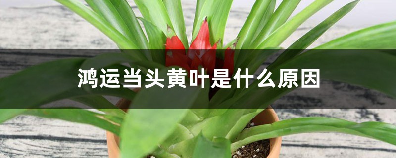 鸿运当头