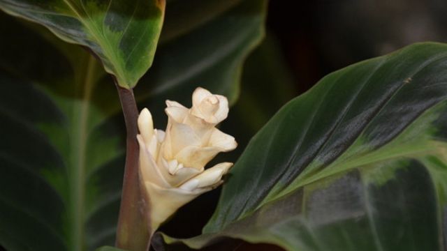 天鹅绒竹芋