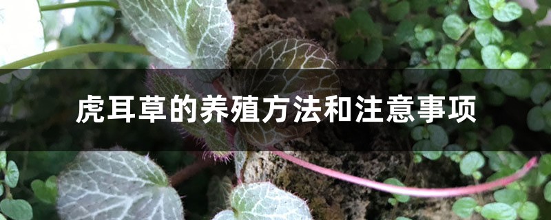 虎耳草