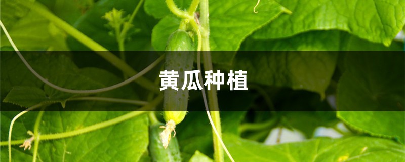 黄瓜