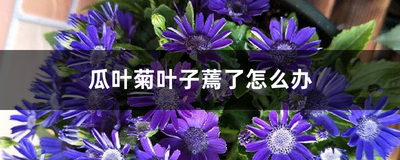 瓜叶菊