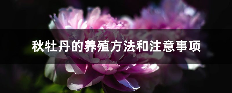 秋牡丹