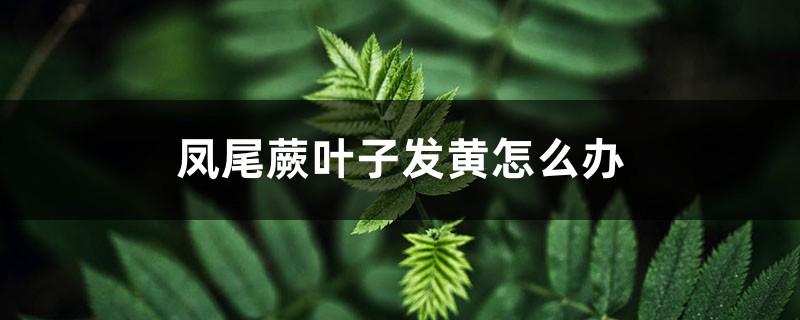凤尾蕨