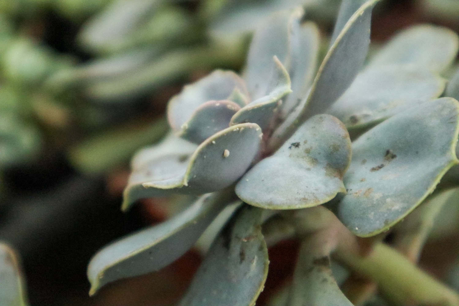 花叶上的小白虫怎么办