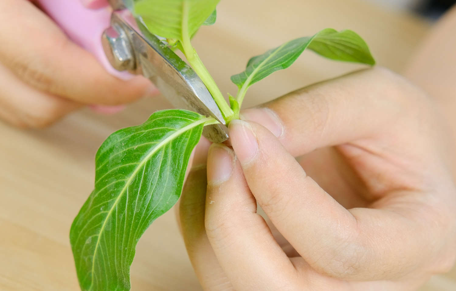 长春花的叶子卷起来了怎么办