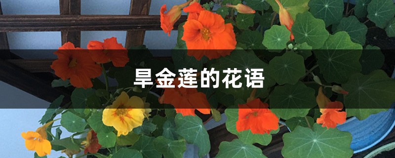 旱金莲