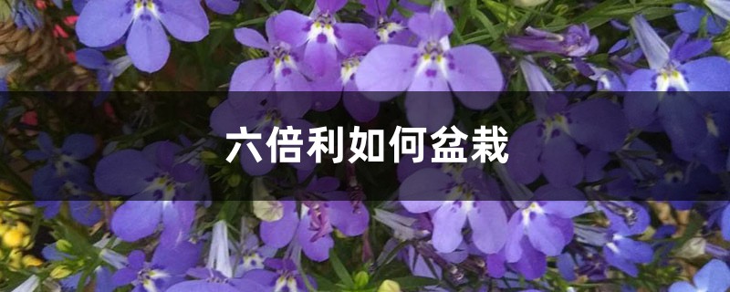 六倍利