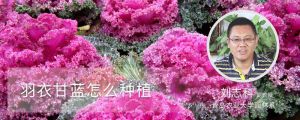 羽衣甘蓝