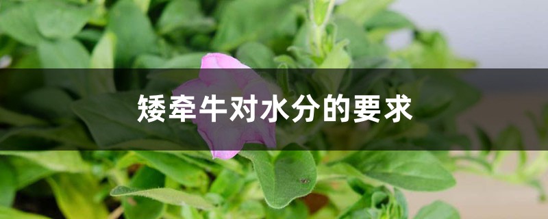 矮牵牛