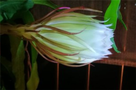 昙花叶子发软下垂怎么办