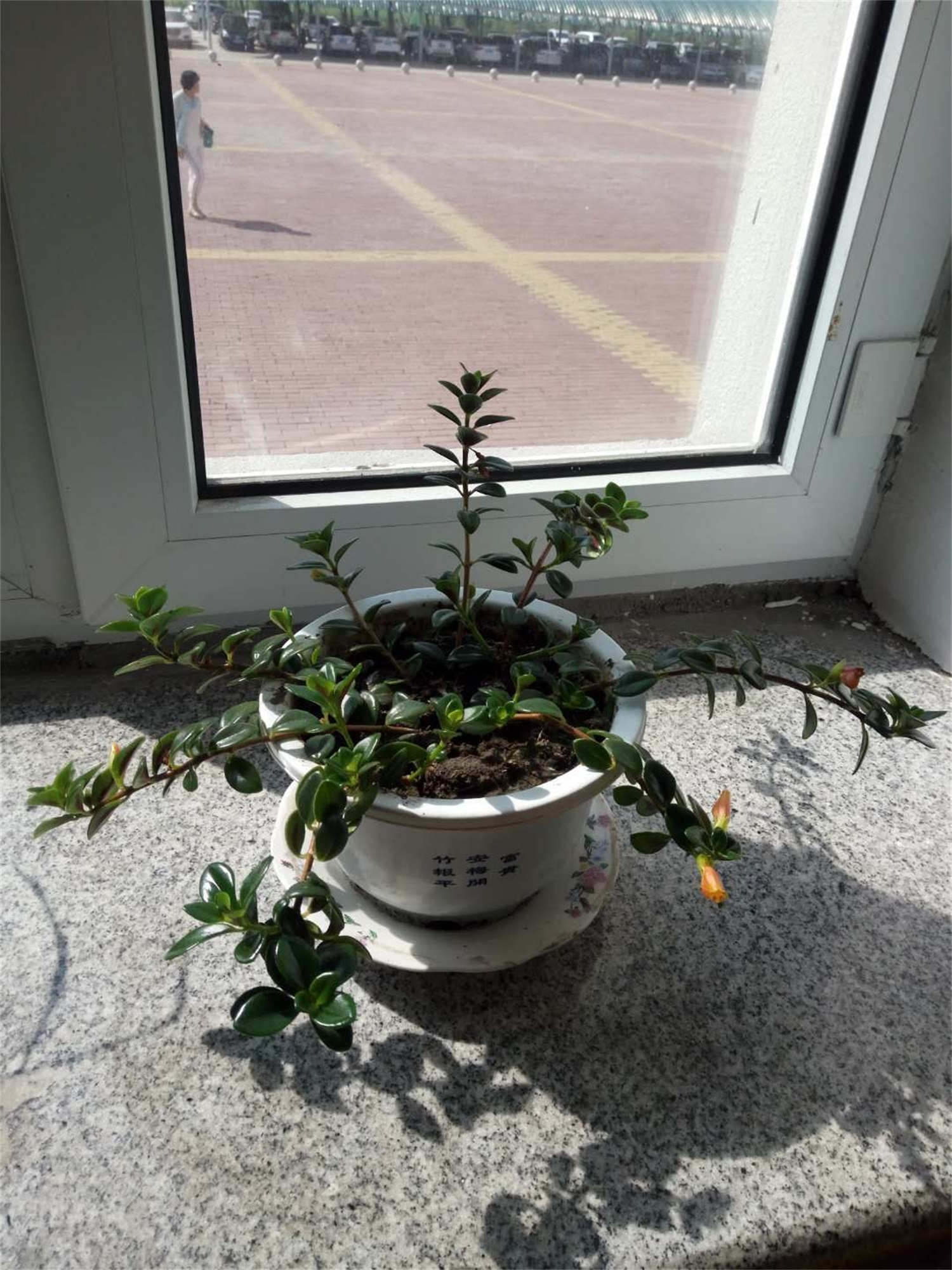 金鱼吊兰能水培吗