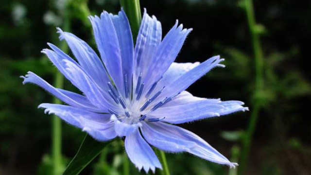 菊芋