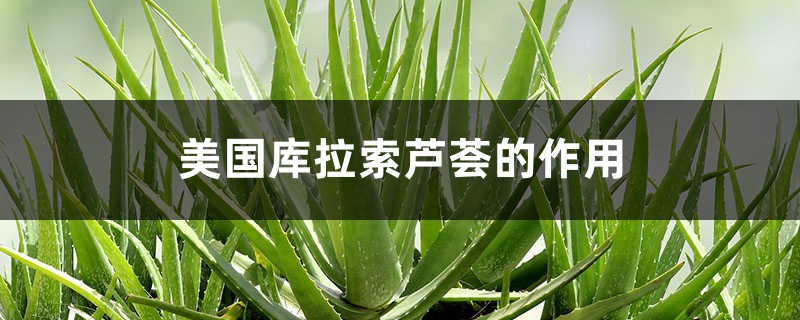芦荟