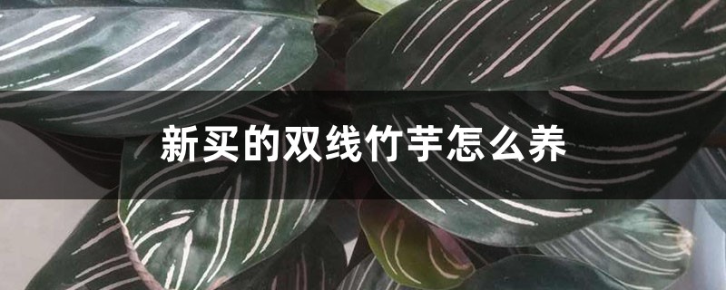 双线竹芋
