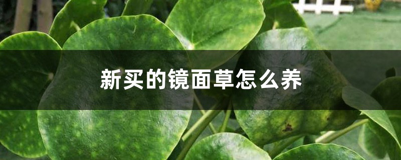 镜面草