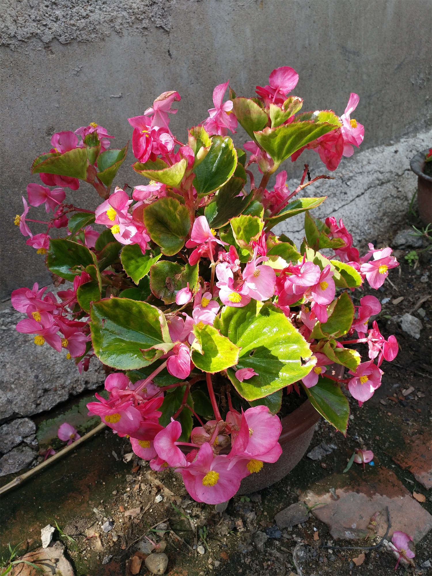 四季海棠能水培吗