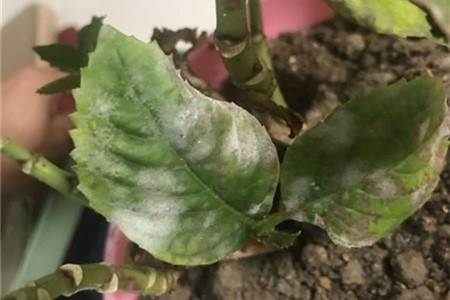 绣球花叶子发白是怎么回事，怎么治