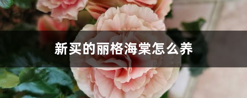丽格海棠