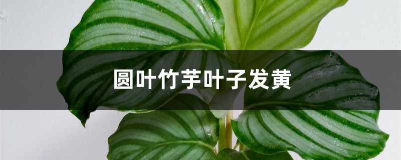圆叶竹芋