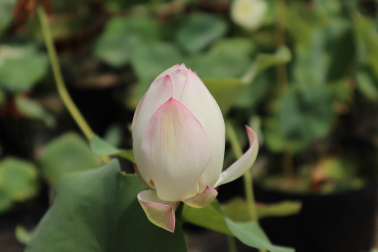 盆栽荷花叶子干枯原因，怎么处理