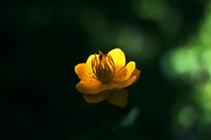 金莲花