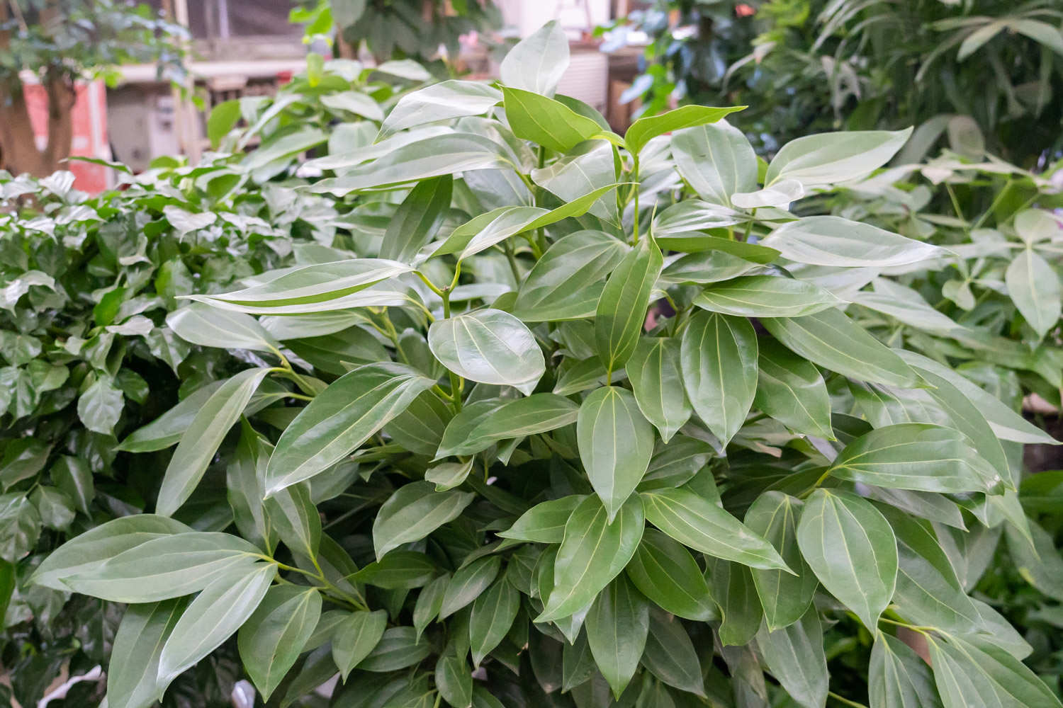 客厅最旺宅的植物
